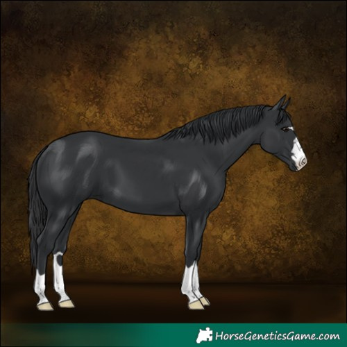 Horse Color:Black 