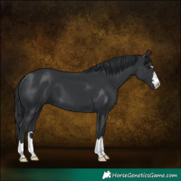 Horse Color:Black 