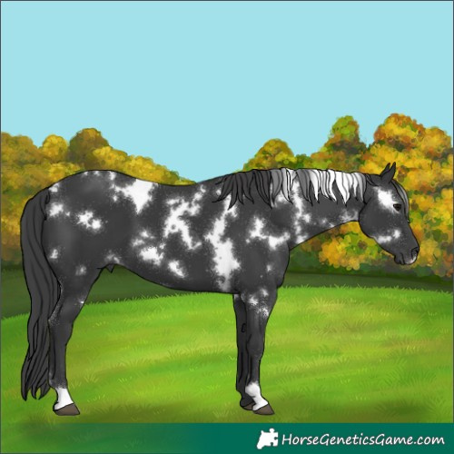Horse Color:White Spotted Black 