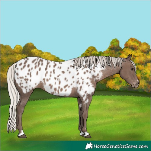 Horse Color:Silver Black Near Leopard 