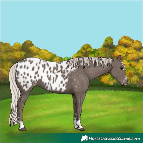 Horse Color:Silver Black Blanket 