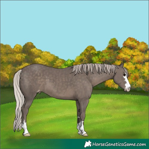 Horse Color:Silver Black Varnish 