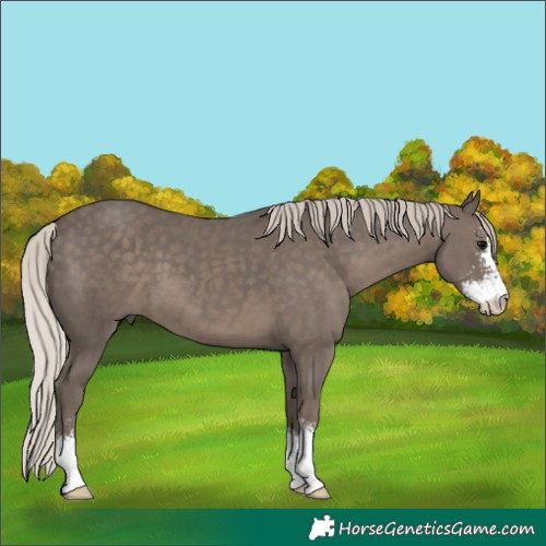 Horse Color:Silver Black Sabino 