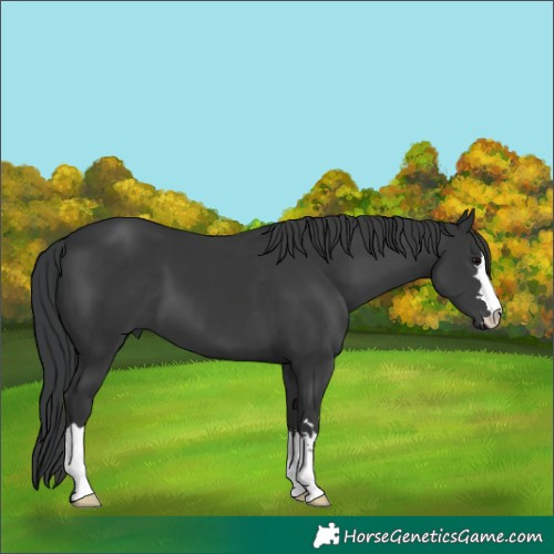 Horse Color:Black 