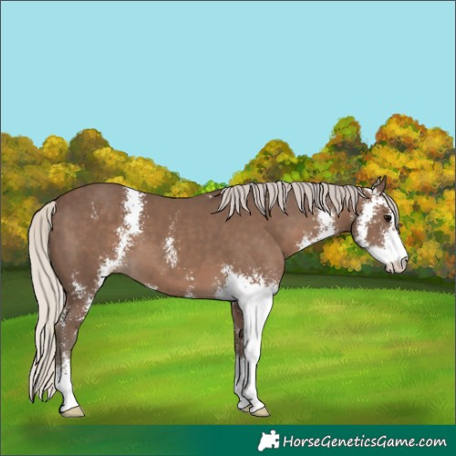 Horse Color:Silver Black Sabino 