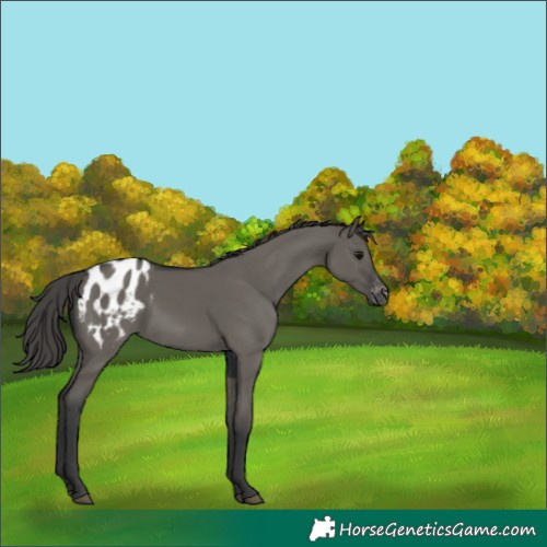 Horse Color:Grullo Blanket 