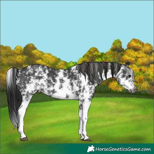 Horse Color:Gray Black Sabino 