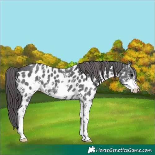 Horse Color:Black Sabino Near Leopard 