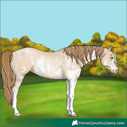 Horse Color:Smoky Black Pearl Sabino Rabicano 