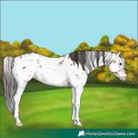 Horse Color:Brown Sabino Near Leopard Rabicano 