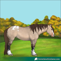 Horse Color:Bay Dun Appaloosa 