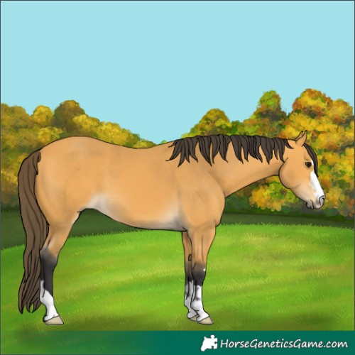 Horse Color:Buckskin 