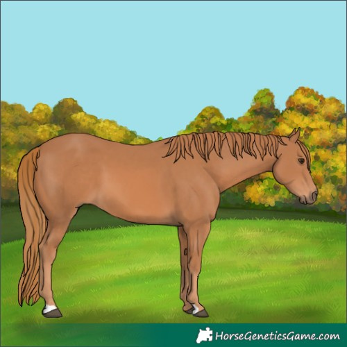 Horse Color:Chestnut 
