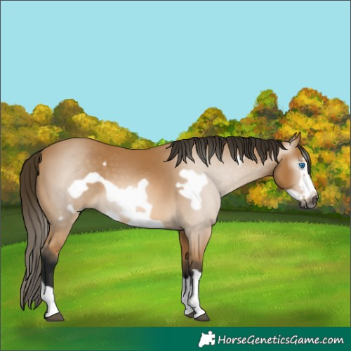 Horse Color:Gray Buckskin Frame 