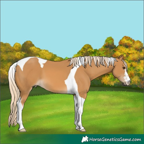 Horse Color:Palomino Tobiano 