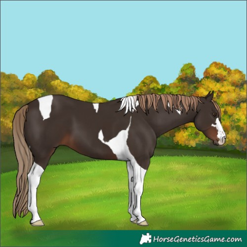 Horse Color:Liver Chestnut Tobiano 