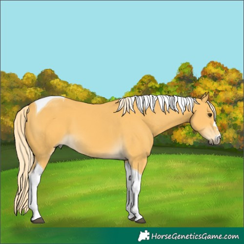 Horse Color:Palomino Tobiano 