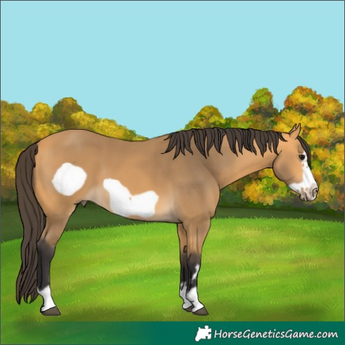 Horse Color:Buckskin Frame 