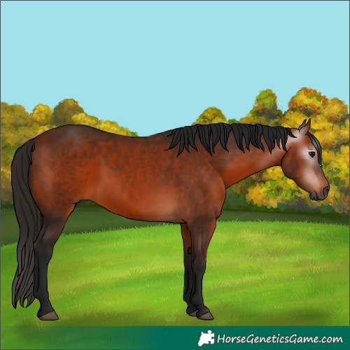 Horse Color:Gray Bay 