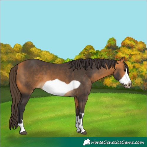 Horse Color:Buckskin Frame 