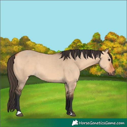 Horse Color:Bay Dun