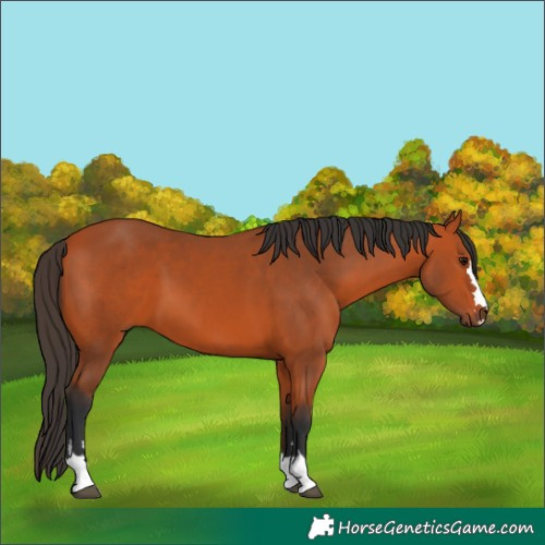Horse Color:Bay 
