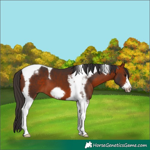 Horse Color:Bay Tobiano Frame 
