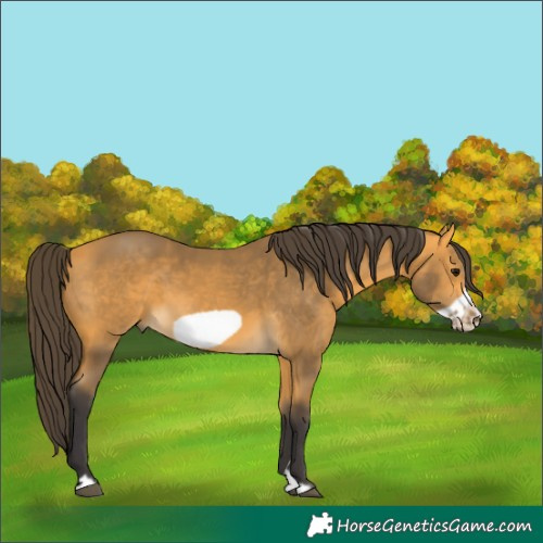 Horse Color:Buckskin Frame 