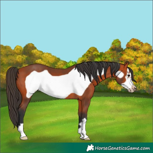 Horse Color:Bay Frame 