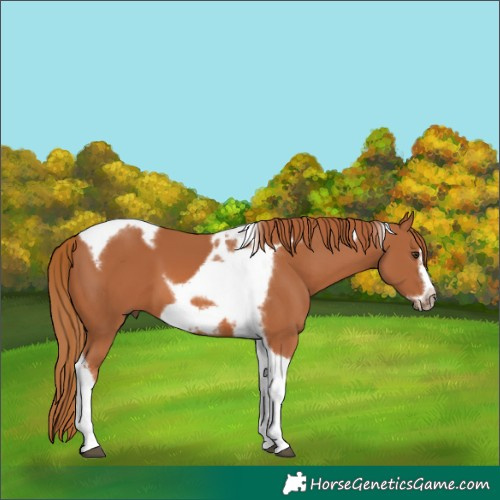 Horse Color:Chestnut Tobiano Frame 