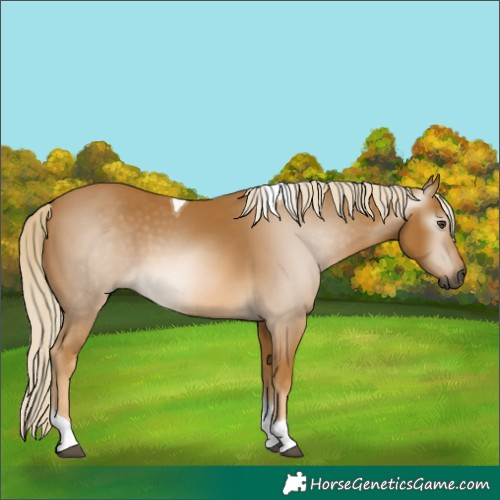 Horse Color:Gray Palomino Tobiano 