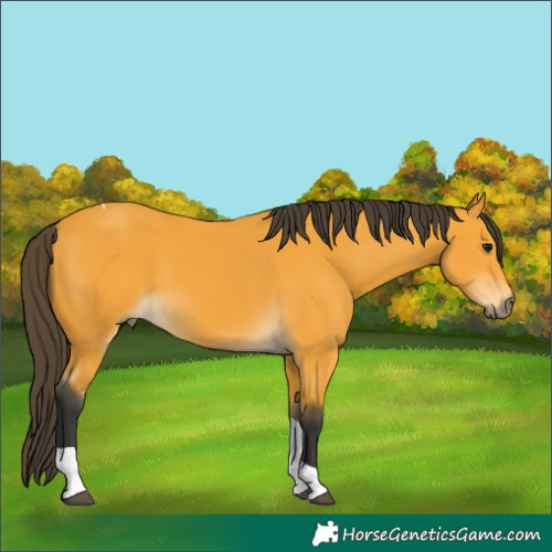 Horse Color:Buckskin Tobiano 