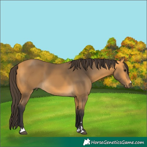 Horse Color:Buckskin 