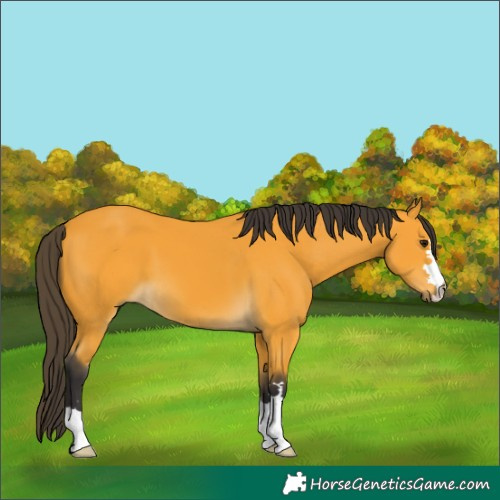 Horse Color:Buckskin 