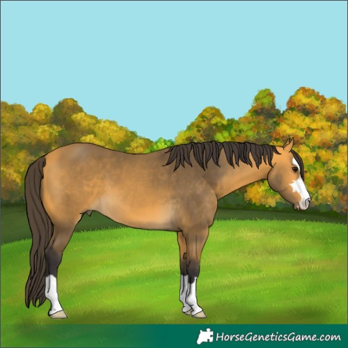 Horse Color:Buckskin 