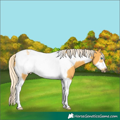 Horse Color:Palomino Tobiano Frame 