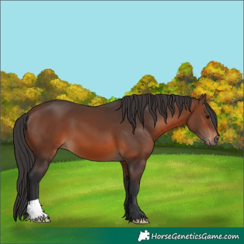 Horse Color:Brown 