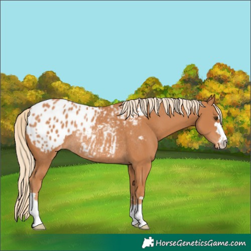 Horse Color:Chestnut Blanket Rabicano 