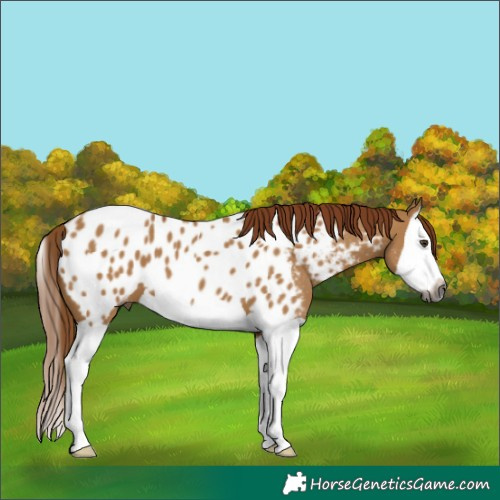Horse Color:Gray Red Dun Splash Near Leopard 