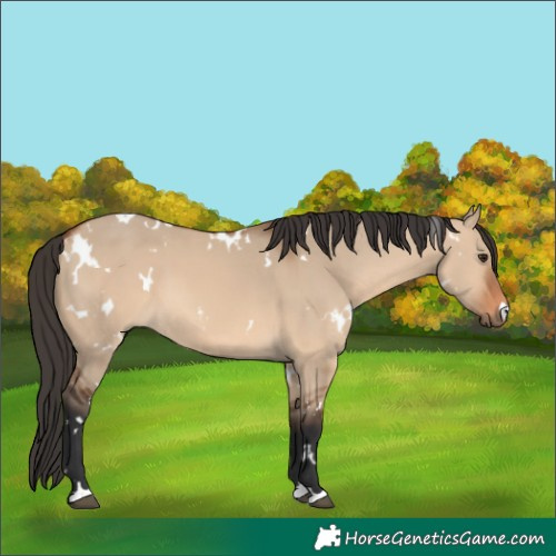 Horse Color:White Spotted Bay Dun
