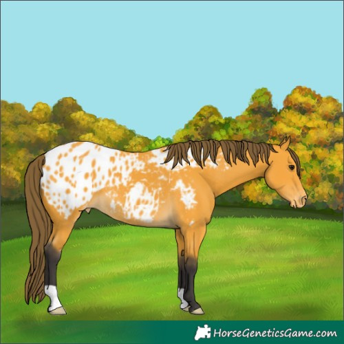 Horse Color:Buckskin Blanket 