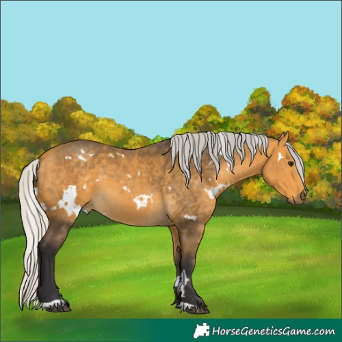Horse Color:White Spotted Silver Buckskin 