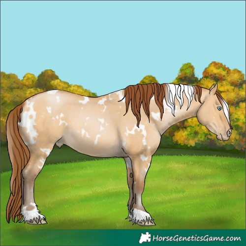 Horse Color:Gray White Spotted Buckskin Pearl Dun 