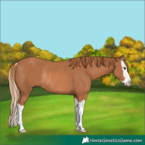 Horse Color:Chestnut Splash Rabicano 