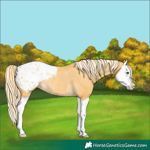 Horse Color:Palomino Dun Splash Blanket Rabicano 