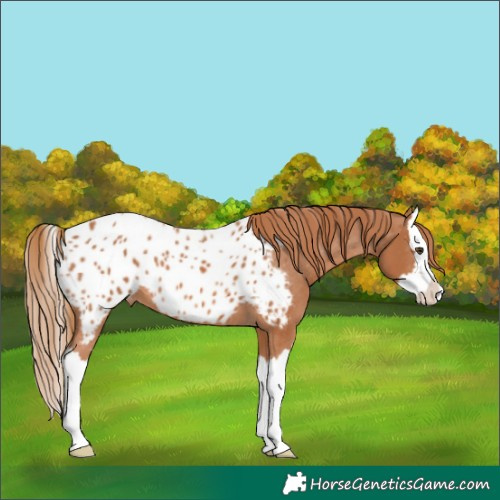 Horse Color:Chestnut Splash Near Leopard 