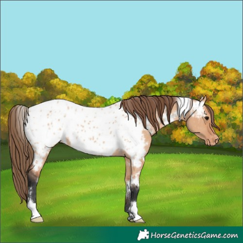 Horse Color:White Spotted Bay Dun Near Leopard Rabicano 