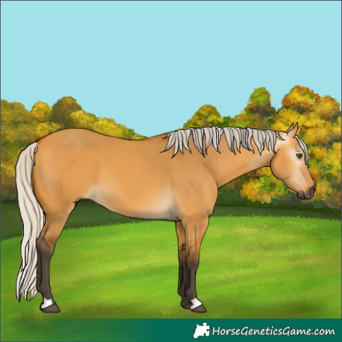 Horse Color:Gray Silver Buckskin Dun 