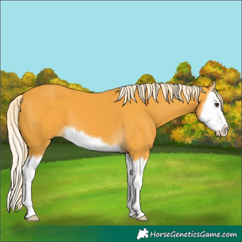 Horse Color:Palomino Splash 