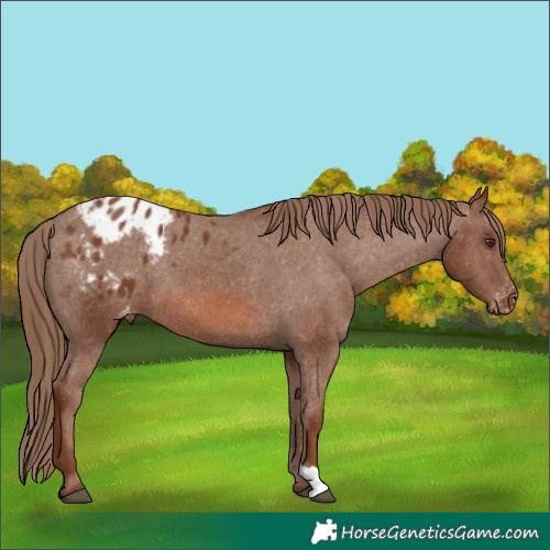 Horse Color:Chestnut Appaloosa 
